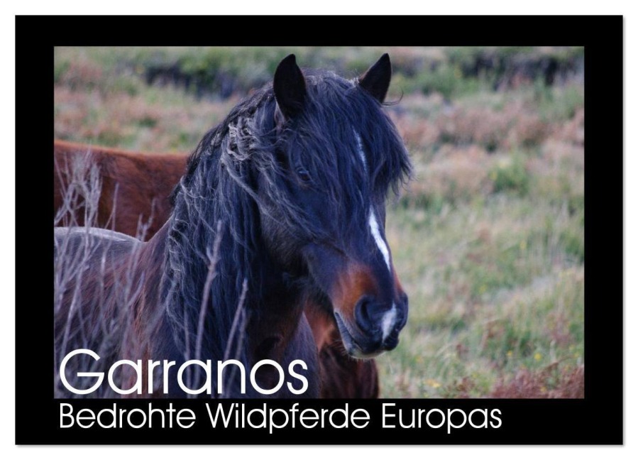 Garranos - Bedrohte Wildpferde Europas (Wandkalender 2026 DIN A3 quer), CALVENDO Monatskalender - Sabine Bengtsson/Www. Perlenfaenger. Com