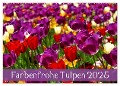 Farbenfrohe Tulpen 2025 (Wandkalender 2025 DIN A2 quer), CALVENDO Monatskalender - Klaus Vartzbed