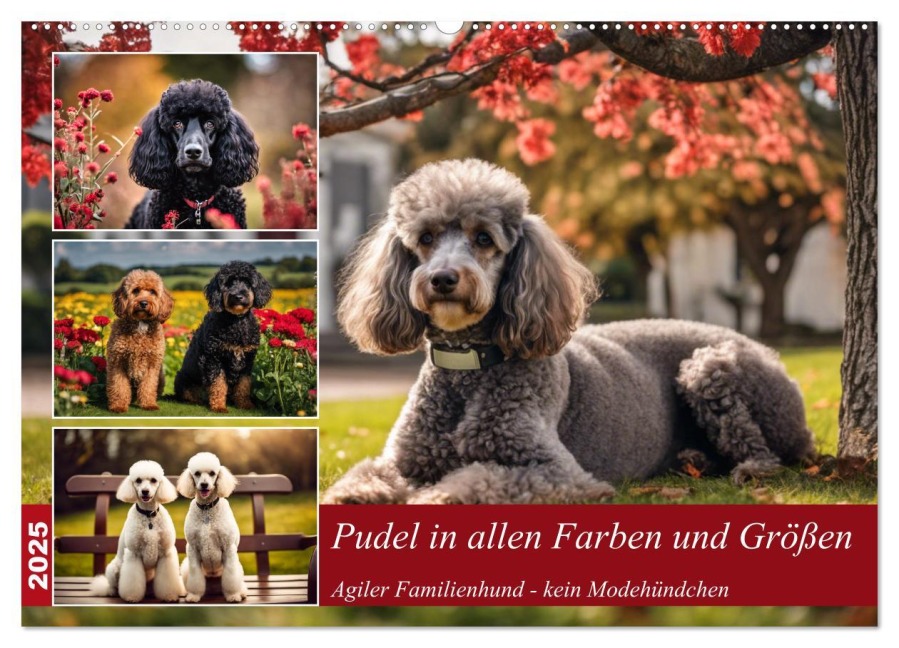 Pudel in allen Farben und Größen (Wandkalender 2025 DIN A2 quer), CALVENDO Monatskalender - Claudia Kleemann