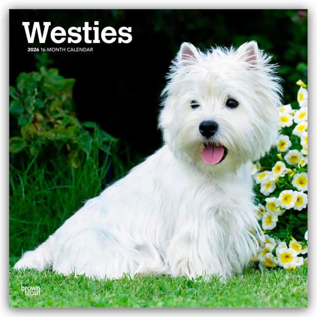 West Highland White Terriers - Westhighland White Terrier - Westies 2026 - 16-Monatskalender - Browntrout Publishers