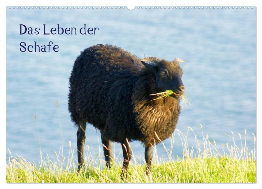 Das Leben der Schafe (Wandkalender 2025 DIN A2 quer), CALVENDO Monatskalender - Kattobello Kattobello