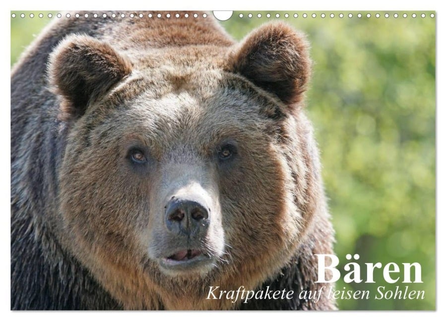 Bären. Kraftpakete auf leisen Sohlen (Wandkalender 2026 DIN A3 quer), CALVENDO Monatskalender - Elisabeth Stanzer