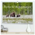 Tierische Begegnungen (hochwertiger Premium Wandkalender 2025 DIN A2 quer), Kunstdruck in Hochglanz - Daniela Beyer (Moqui)