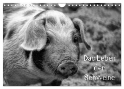 Das Leben der Schweine (Wandkalender 2026 DIN A4 quer), CALVENDO Monatskalender - Kattobello Kattobello