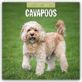 Cavapoos - Cavapoo 2025 - 16-Monatskalender - 