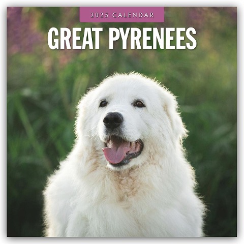 Great Pyrenees - Pyrenäenberghund 2025 - 16-Monatskalender - 