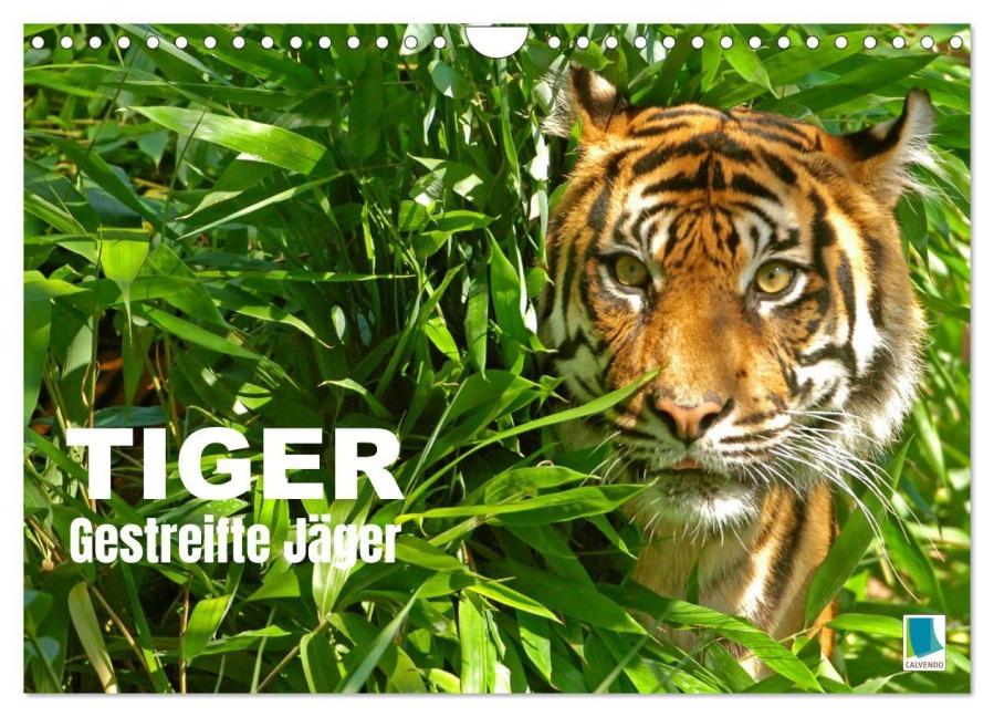 Tiger: Gestreifte Jäger (Wandkalender 2026 DIN A4 quer), CALVENDO Monatskalender - Calvendo Calvendo
