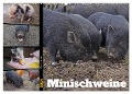 Faszination Minischweine (Wandkalender 2024 DIN A2 quer), CALVENDO Monatskalender - Babett Paul - Babetts Bildergalerie