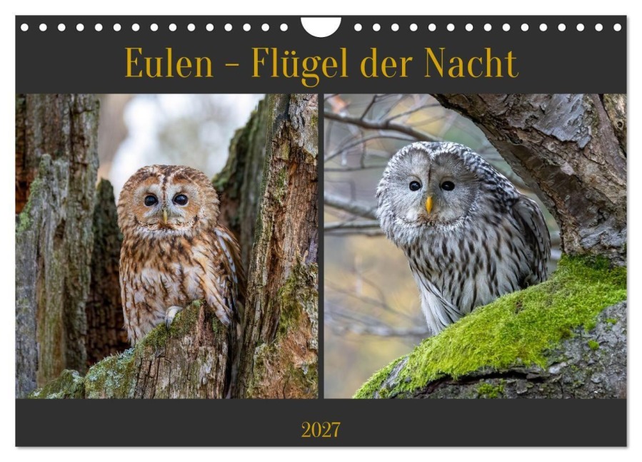 Eulen - Flügel der Nacht (Wandkalender 2027 DIN A4 quer), CALVENDO Monatskalender - Teresa Bauer