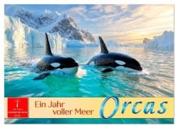 Cover-Bild zum Titel 'Orcas - ein Jahr voller Meer (Wandkalender 2026 DIN A2 quer), CALVENDO Monatskalender' von 'Roder Roder'
