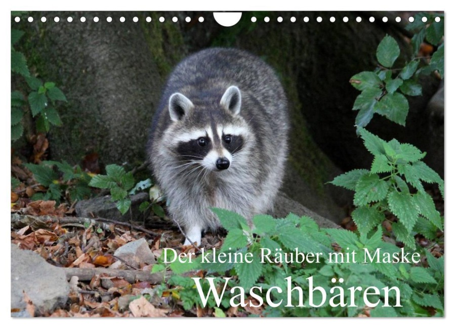 Der kleine Räuber mit Maske - Waschbären (Wandkalender 2026 DIN A4 quer), CALVENDO Monatskalender - Arno Klatt