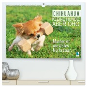 Cover-Bild zum Titel 'Chihuahua: Kleine Hunde, aber oho (hochwertiger Premium Wandkalender 2026 DIN A2 quer), Kunstdruck in Hochglanz' von 'Calvendo Calvendo'