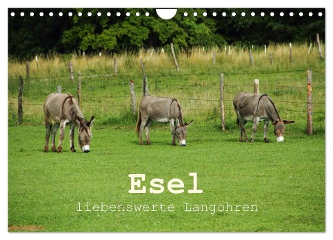 Esel - liebenswerte Langohren (Wandkalender 2024 DIN A4 quer), CALVENDO Monatskalender - Christine Hutterer
