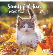 Samtpfötchen 2026 - Broschürenkalender 30x30 cm (30x60 geöffnet) - Kalender mit Platz für Notizen - inkl. herausnehmbarem Poster - Bildkalender - 