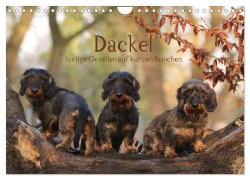 Dackel - lustige Gesellen auf kurzen Beinchen (Wandkalender 2026 DIN A4 quer), CALVENDO Monatskalender - Mecky Lacher-Nadolny