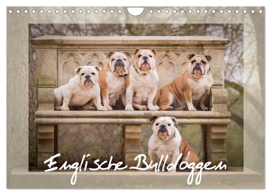 Englische Bulldoggen (Wandkalender 2026 DIN A4 quer), CALVENDO Monatskalender - Sabrina Wobith Photography - FotoVonMaja