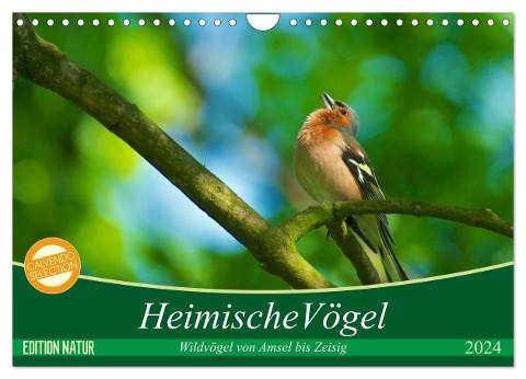 Heimische Vögel (Wandkalender 2024 DIN A4 quer), CALVENDO Monatskalender - Ralf Mooß