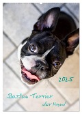 Boston Terrier der Hund 2025 (Wandkalender 2025 DIN A2 hoch), CALVENDO Monatskalender - Nailia Schwarz