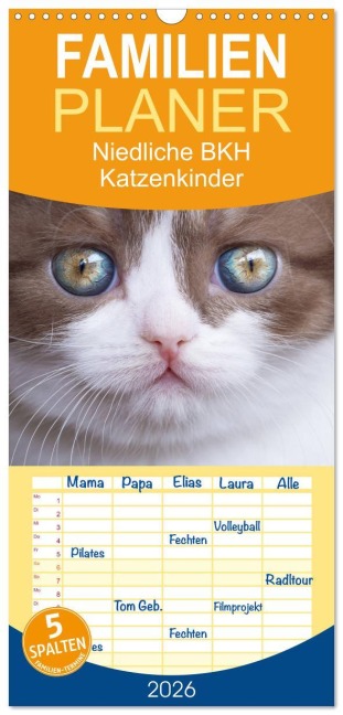 Familienplaner 2026 - Niedliche BKH Katzenkinder mit 5 Spalten (Wandkalender, 21 x 45 cm) CALVENDO - Janina Bürger