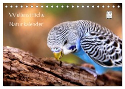 Cover-Bild zum Titel 'Wellensittiche - Naturkalender (Tischkalender 2026 DIN A5 quer), CALVENDO Monatskalender' von 'Björn Bergmann'