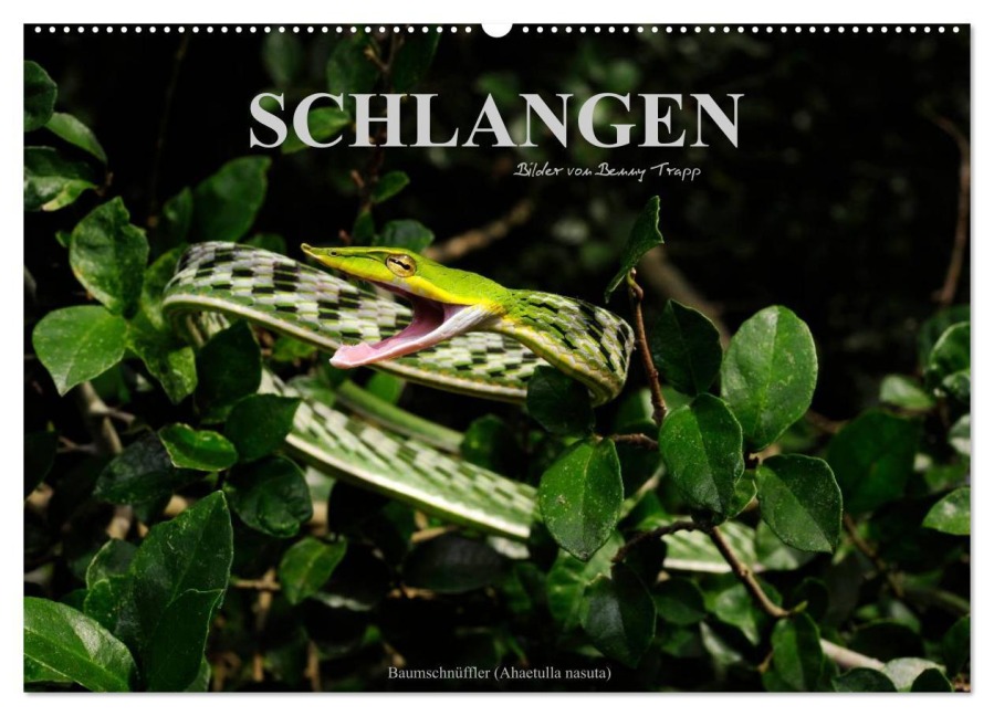 Schlangen (Wandkalender 2026 DIN A2 quer), CALVENDO Monatskalender - Benny Trapp