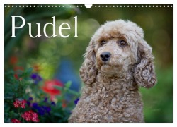 Pudel (Wandkalender 2026 DIN A3 quer), CALVENDO Monatskalender - Nicole Noack