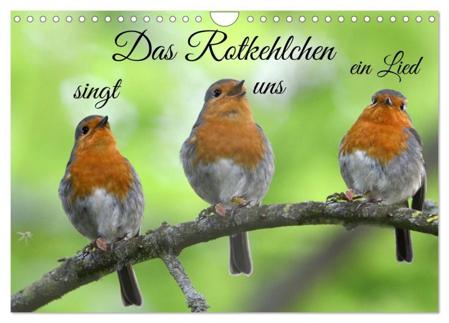 Das Rotkehlchen singt uns ein Lied (Wandkalender 2026 DIN A4 quer), CALVENDO Monatskalender - Rufotos Rufotos
