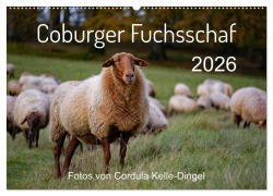 Coburger Fuchsschaf (Wandkalender 2026 DIN A2 quer), CALVENDO Monatskalender - Cordula Kelle-Dingel