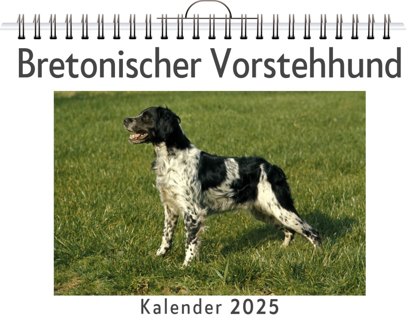 Bretonischer Vorstehhund - Jakob Herrmann