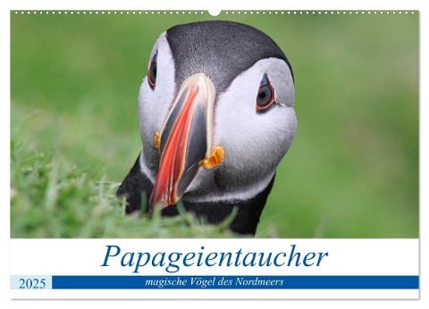 Papageientaucher 2025 - Magische Vögel des Nordmeers (Wandkalender 2025 DIN A2 quer), CALVENDO Monatskalender - Been. There. Recently Been. There. Recently