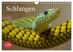 Cover-Bild zum Titel 'Schlangen (Wandkalender 2026 DIN A4 quer), CALVENDO Monatskalender' von 'Elisabeth Stanzer'