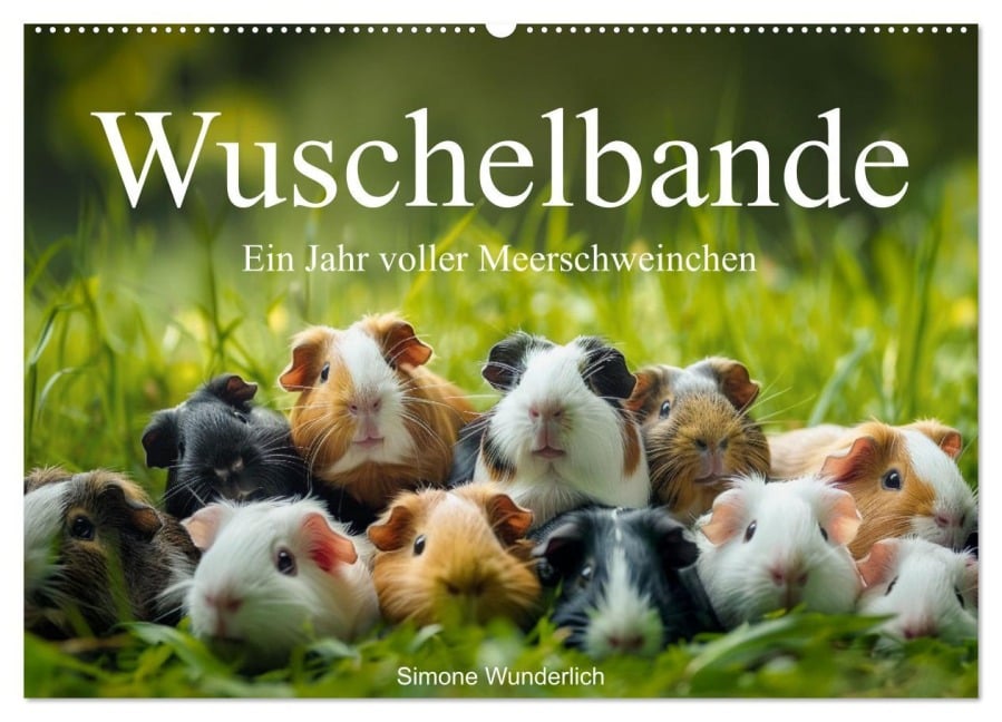 Wuschelbande - Ein Jahr voller Meerschweinchen (Wandkalender 2026 DIN A2 quer), CALVENDO Monatskalender - 
