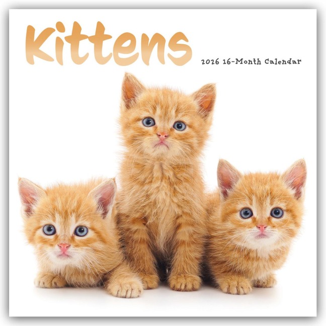 Kittens - Kätzchen - Katzenjunge - Katzenbabys 2026 - Wand-Kalender - Carousel Calendar