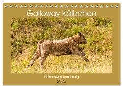 Galloway Kälbchen - Liebenswert und lockig (Tischkalender 2026 DIN A5 quer), CALVENDO Monatskalender - Meike Bölts