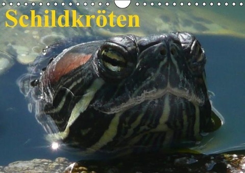 Schildkröten (Wandkalender immerwährend DIN A4 quer) - Elisabeth Stanzer