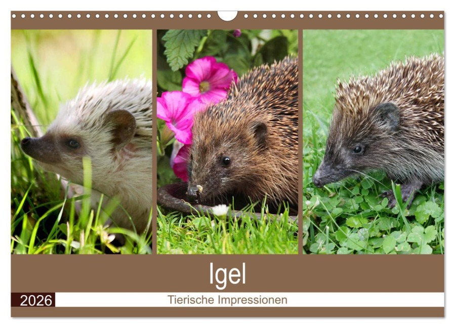 Igel 2026. Tierische Impressionen (Wandkalender 2026 DIN A3 quer), CALVENDO Monatskalender - Steffani Lehmann (Hrsg.