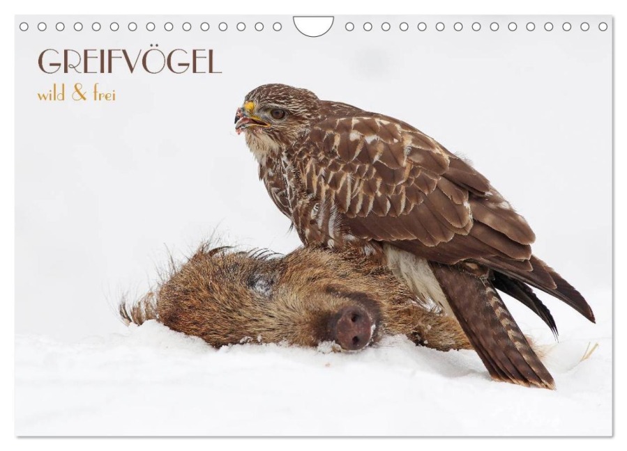 GREIFVÖGEL wild & frei (Wandkalender 2026 DIN A4 quer), CALVENDO Monatskalender - Wolfgang Brandmeier