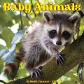 Baby Animals 2024 12 X 12 Wall Calendar - Willow Creek Press