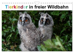 Cover-Bild zum Titel 'Tierkinder in freier Wildbahn (Wandkalender 2026 DIN A4 quer), CALVENDO Monatskalender' von 'Günter Bachmeier'