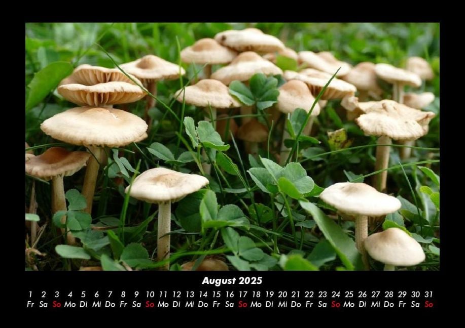 InsideView 12