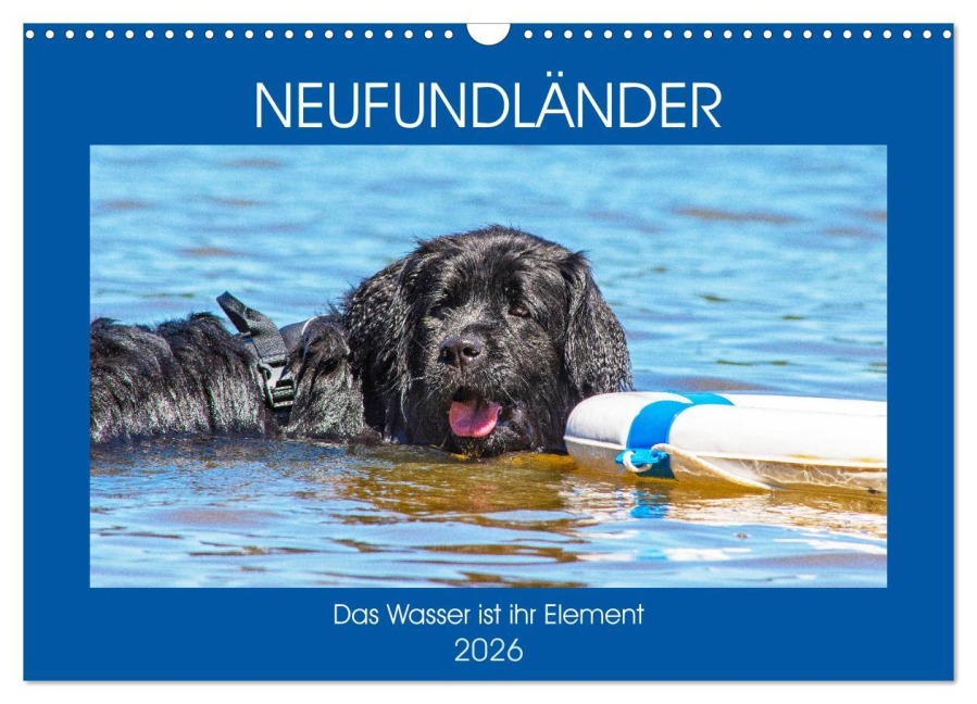 Neufundländer - Das Wasser ist ihr Element (Wandkalender 2026 DIN A3 quer), CALVENDO Monatskalender - Sigrid Starick