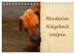 Rhodesian Ridgeback Welpen (Tischkalender 2026 DIN A5 quer), CALVENDO Monatskalender - Anke van Wyk