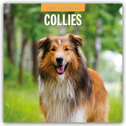 Collies - Collie 2025 - 16-Monatskalender - 