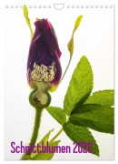 Cover-Bild zum Titel 'Schnittblumen 2026 (Wandkalender 2026 DIN A4 hoch), CALVENDO Monatskalender' von 'Claudia Weber-Gebert'