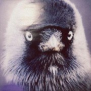 Cover-Bild zum Titel 'Klepto' von 'Muff Potter'