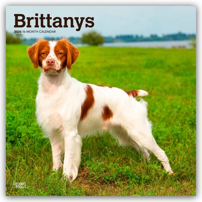 Brittanys - Bretonischer Vorstehhund 2026 - 16-Monatskalender - Browntrout Publishers