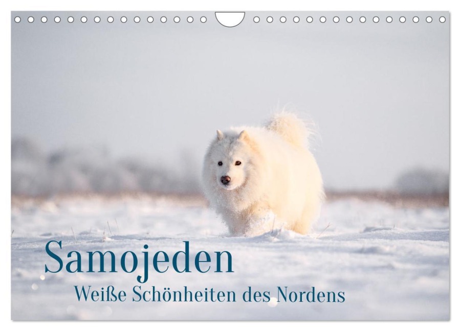 Samojeden - Liebenswerte Fellkugeln (Wandkalender 2026 DIN A4 quer), CALVENDO Monatskalender - Annett Mirsberger