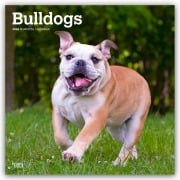 Bulldogs - Bulldogge 2026 - 16-Monatskalender - Browntrout Publishers