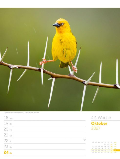 InsideView 46