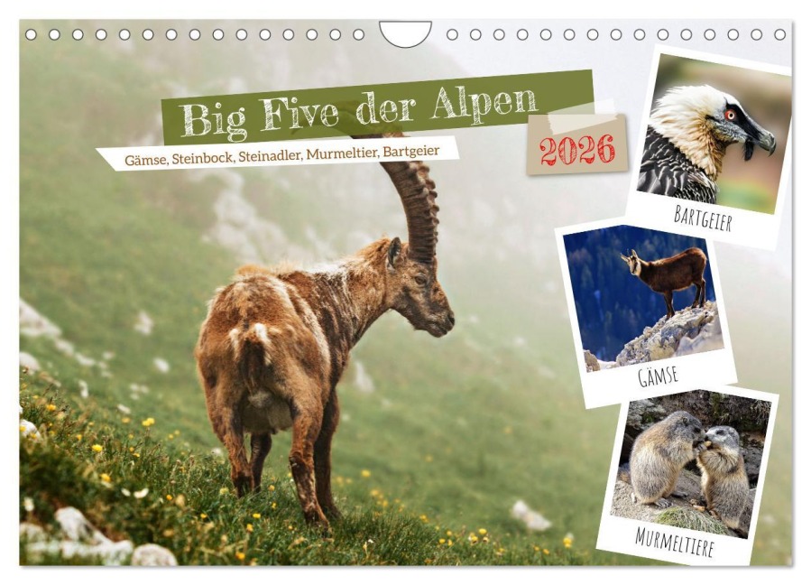 Big Five der Alpen Gämse, Steinbock, Murmeltier, Steinadler, Bartgeier (Wandkalender 2026 DIN A4 quer), CALVENDO Monatskalender - Susan Michel